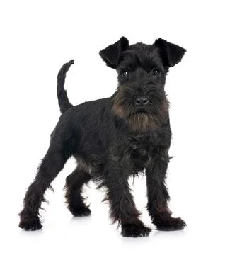 Miniature schnauzer in studio Stock Photos