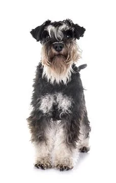 Miniature schnauzer in studio Stockfoto's
