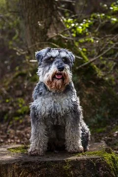 Miniature Schnauzer on a tree stump Stock Photos