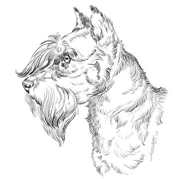 Miniature Schnauzer vector hand drawing portrait Stock Illustration