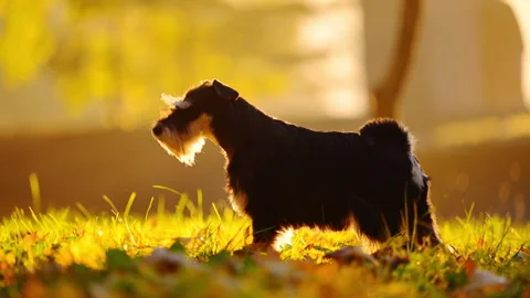 Miniature Schnauzer in Warm Sunset Park Light Stock Footage 336330204