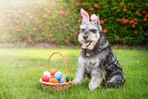 Miniature schnauzer wearing Easter bunny ears next to a basket of Easter eggs Stock Photos