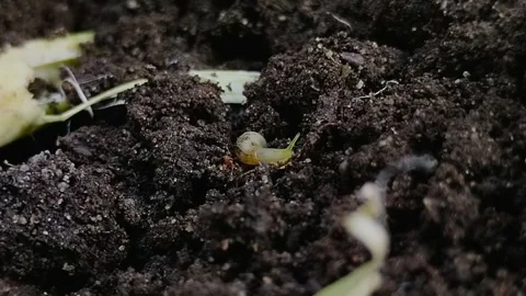 Miniature snails or tropical snails (Subulina octona) Видео 313418645