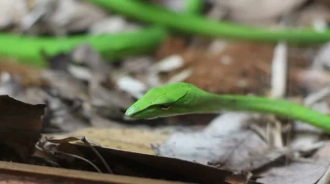 Miniature snake Stock Footage 7762971