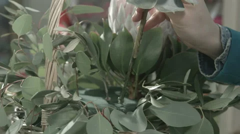 Miniature succulent plants Stock Footage 50363960