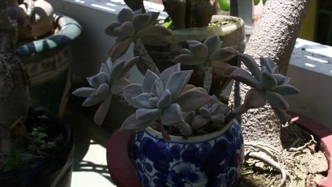 Miniature succulent plants Stock Footage 75628325