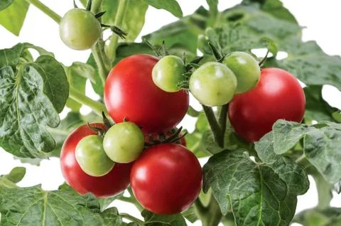 Miniature tomatoes Foto stock