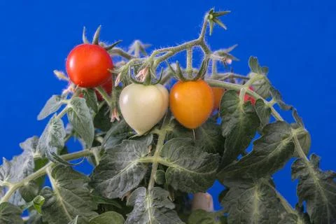 Miniature tomatoes 스톡 사진