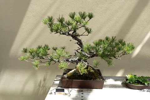 Miniature tree of natural Pinus Rigida Bonsai also known as Pitch Pine Stock Photos