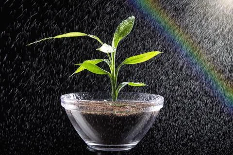 Miniature tree in pot Stock Photos
