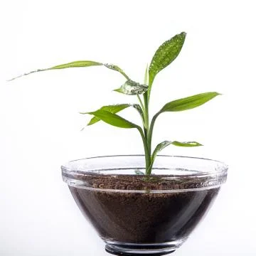 Miniature tree in pot Stock Photos