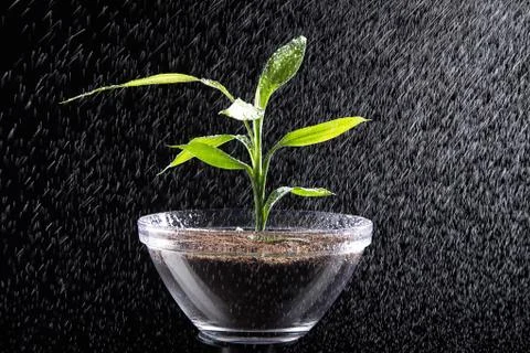 Miniature tree in pot Stock Photos