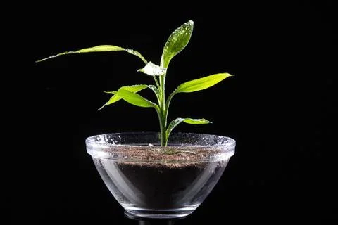 Miniature tree in pot Stock Photos