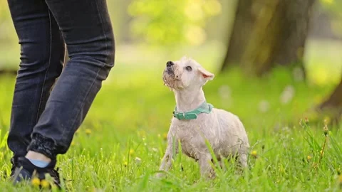 Miniature white Schnauzer dog running in the park, 4k footage. Vídeo Stock 288767862