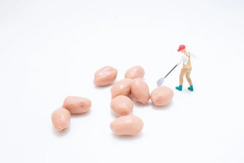 A Miniature worker cleaning beans concept Stock Photos
