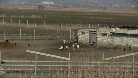 Minifarm with chickens in the background of the town 스톡 동영상 149675819