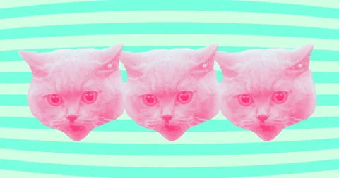 Minimal animation design. Funny angry cat face Stock Footage 100675237