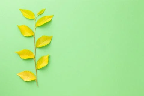 Minimal Background With Elm Tree Twig Stock Photos