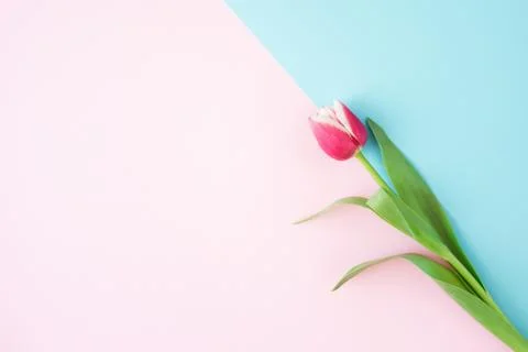 Minimal background with flower. Stock Photos