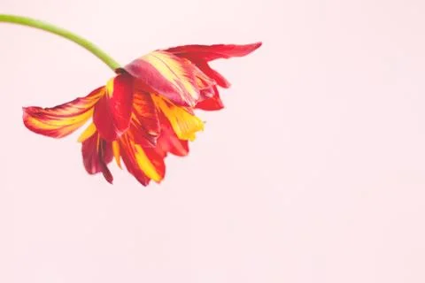 Minimal background with flower. Stock Photos