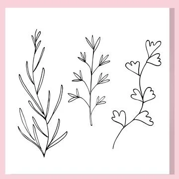 Minimal Botanical Line Art  Three Elegant Herb Stems Stock Illustration