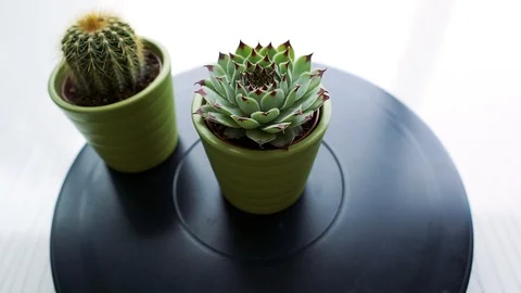 Minimal cactus rotating on dark background 動画素材 113524416