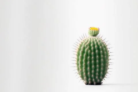 Minimal cactus on white background with copy space. Graphic design illustrati Stock Illustration