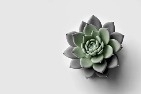 Minimal cactus on white background with copy space. Graphic design illustrati Stock Illustration