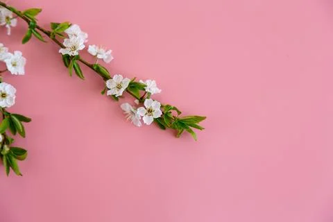 Minimal cherry blossom composition with elegant flowers on pink background Fotos Stock