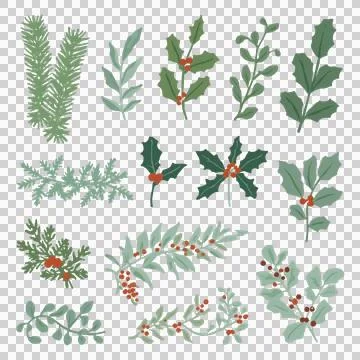 Minimal Christmas Holly Vector Elements with Red Berries Stock Photos