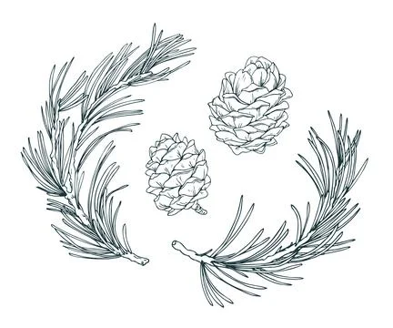 A minimal clipart set featuring two pine branches and two cones. This handy Stock Illustration