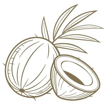 Minimal Coconut Fruit Vector Icon Isolated on White Stock Illustration