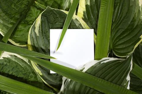Minimal composition with white card placed among lush green tropical leaves Stock Photos