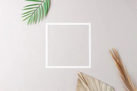 Minimal composition with white frame and palm leaf on grey background. Flat l Stock Photos