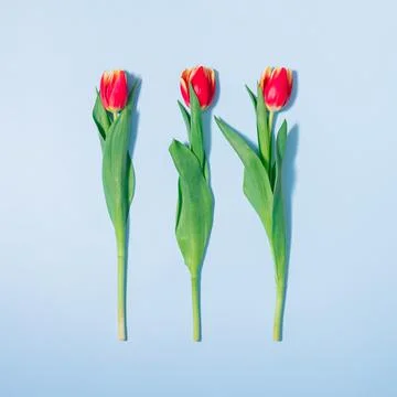 MInimal concept spring flat lay with three red tulips on pastel blue backgoun Stock Photos
