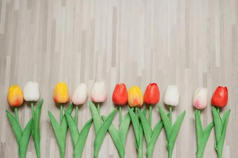 Minimal flat lay springtime concept with colorful tulip on modern wood backgr Stock Photos