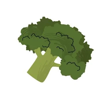 Minimal flat style illustration of a broccoli floret with rich green color and Illustrazione stock