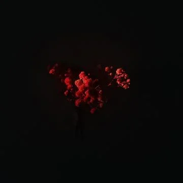 Minimal floral composition with red light on black background. Stock Photos