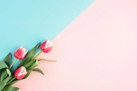 Minimal flower background Stock Photos