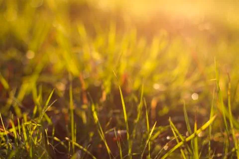 Minimal grass Stock Photos