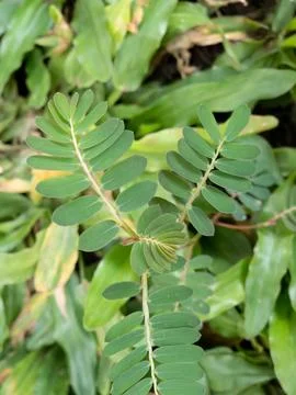 Minimal Green Compound Leaf Pattern with Soft Background Stock Photos