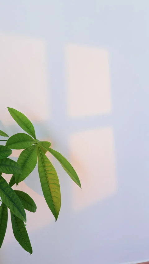 Minimal Green Leaves Background with Soft Botanical Shadows 動画素材 340636639