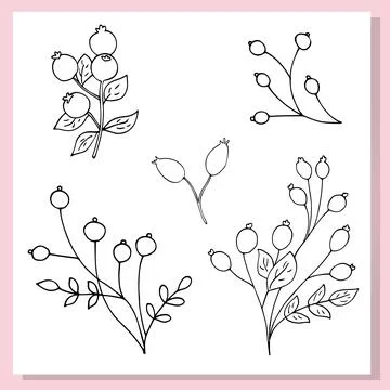 Minimal hand-drawn rosehip set featuring linear berry branches. Elegant bot.. Stock Illustration