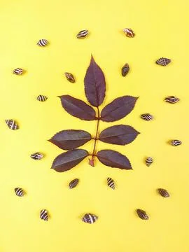 Minimal High Contrast Flat Lay with Leaf and Shells. Stock Photos