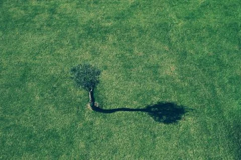 Minimal image with single tree silhouette on a grass field at sunrise Stock Photos