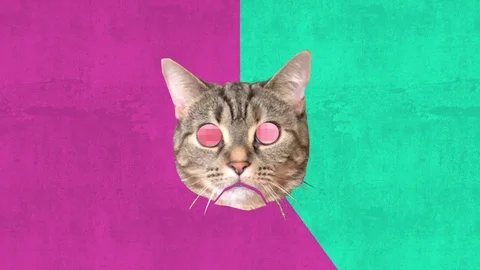 Minimal Kitty Cat Animation Pop Art Colors Stock Footage 128653260