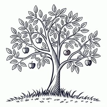 Minimal Line Art Apple Tree with Hanging Fruit Stock Illustration