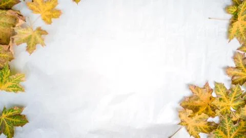 Minimal Maple leafes site frame Stock Photos