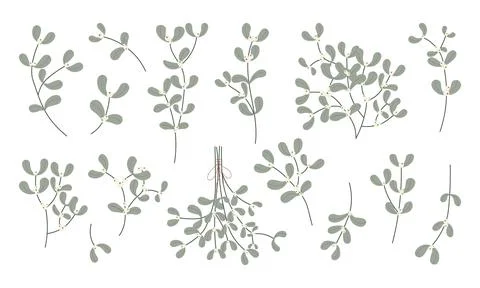 Minimal mistletoe branches and berries in soft green. Botanical winter clip.. Stock Illustration