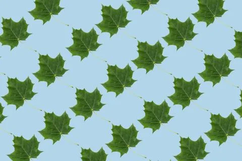 Minimal nature pattern with blue colour background and maple leaves. Autumn c 스톡 사진
